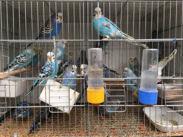 Parakeets in  a Cage for Sale. stock photo