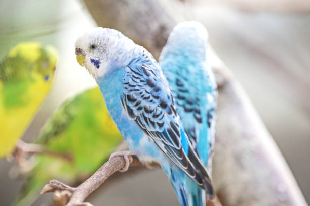 Parakeets stock photo
