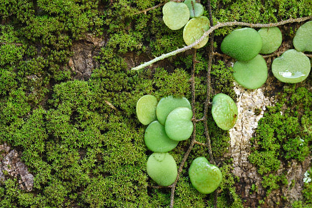 Parasit plant on Moss stock photo