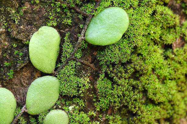 Parasit Plant with Moss close up stock photo