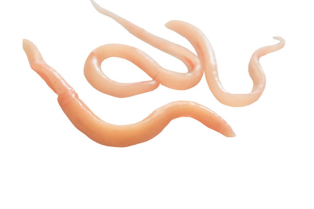 A parasite that grows in the intestines A parasite that grows in the intestines and is a food and energy source of other parasites. nematode worm stock pictures, royalty-free photos & images