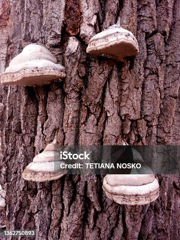 istock Parasitic fungi grow on the old bark of a tree in the forest. 1362750893