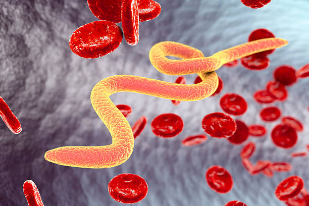 Parasitic worms in blood Parasitic worms in blood, 3D illustration. Can be used to illustrate Ascaris, Toxocara, microfilaria and other worms parasitic stock pictures, royalty-free photos & images