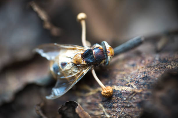 parasitized by a Cordyceps fungus in rainforest. Ma Da forest, Vietnam stock photo