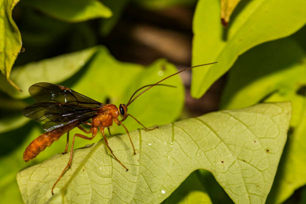 Parasitoid Wasp from the Braconidae Family stock photo