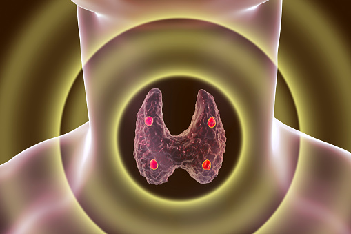 Parathyroid Glands Anatomy Stock Photo - Download Image Now - iStock
