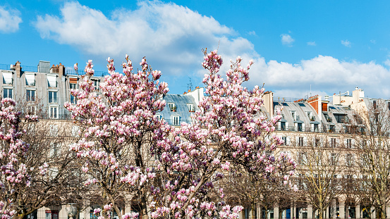 Paris : a blooming magnolia in Jardin des Tuileries in spring, with tenement in background.