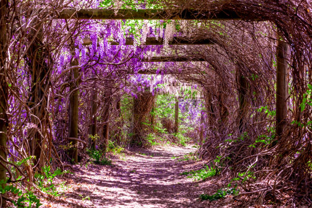 Park alley, arch with blooming wisteria vines  in springtime. stock photo