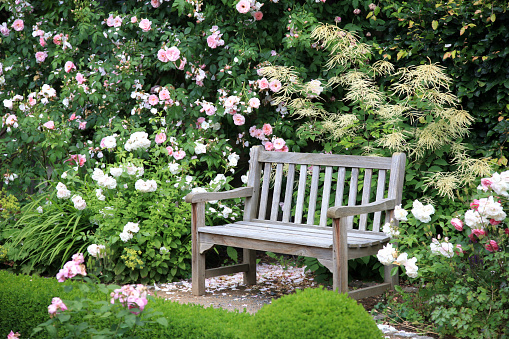Old wooden park bench surrounded by beautiful rose bushes.