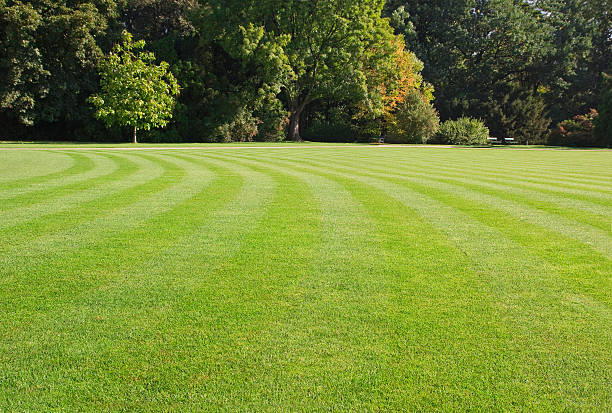 park landscape green, striped lawn in the park green golf course stock pictures, royalty-free photos & images
