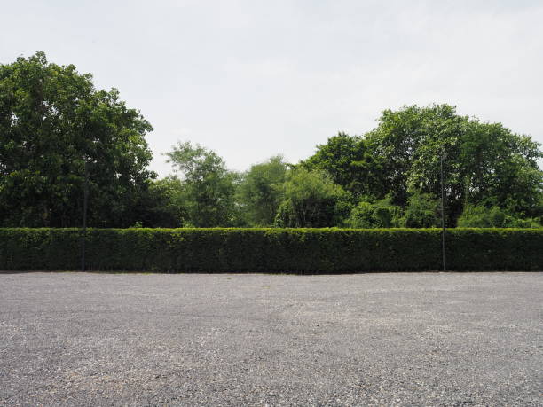 Parking lot sprinkled with gravel bush tree nature background Parking lot sprinkled with gravel bush tree nature background bush land photos stock pictures, royalty-free photos & images