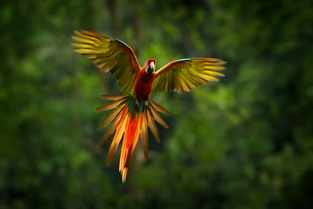 Parrot flying in dark green vegetation. Macaw rare form Ara macao x Ara ambigua, in tropical forest, Costa Rica. Red hybrid fly parrot in forest. Wildlife in tropic forest. stock photo