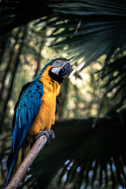 A parrot perches on a tree branch stock photo