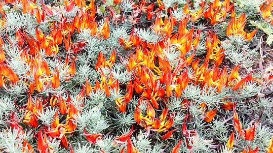 Bico-de-papagaio é uma flor encontrada apenas na Espanha