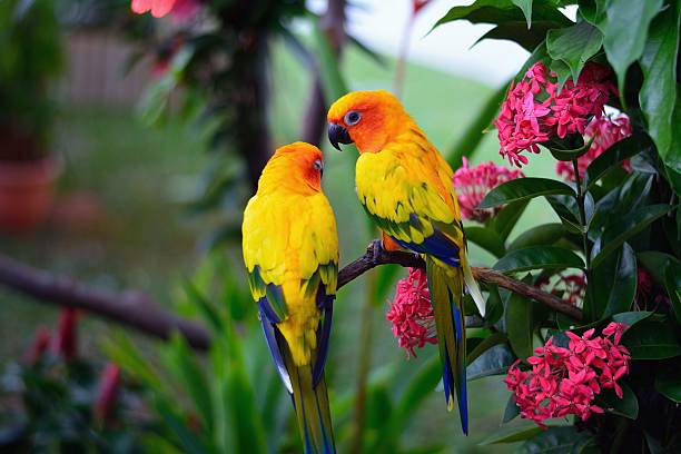 Parrots image stock photo