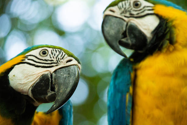 parrots stock photo