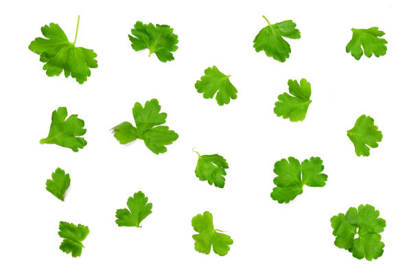 parsley leaves randomly parsley leaves isolated on a white background are scattered randomly, to use as a background cilantro stock pictures, royalty-free photos & images
