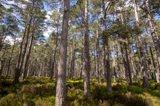 Part of the ancient Caledonian Forest in the Cairngorms, Scottish Highlands, UK stock photo