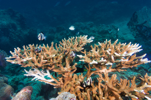 This Staghorn coral ((Acropora cervicornis) is suffering partial coral bleaching as the extremities are turning white.  A critically endangered species of coral highly sensitive to pollution, climate change, ocean acidification and disease.  Location is Phi Phi Islands, Andaman Sea, Krabi, Thailand.
