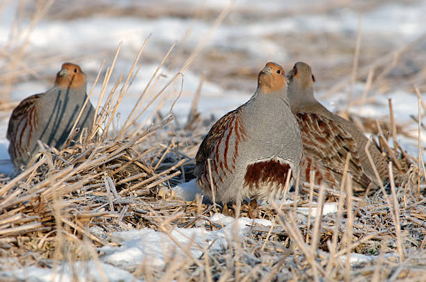 Partridge in the snow stock photo