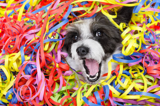 party celebration dog poodle dog having a party with serpentine streamers, for birthday or happy new year  laughing out loud happy new year dog stock pictures, royalty-free photos & images