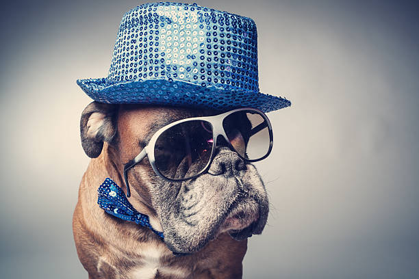 Party dog Boxer dog wearing party hat and sunglasses dressing up stock pictures, royalty-free photos & images