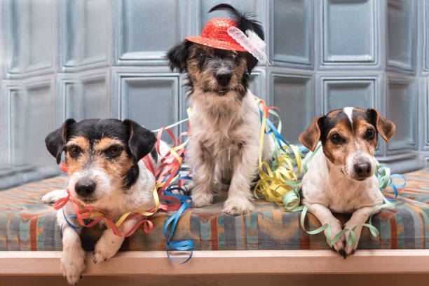 Party Dogs - Jack Russell Terrier - cute cute dogs that do not miss any event, like New Year's Eve, Carnival Party Dogs - Jack Russell Terrier - cute cute dogs that do not miss any event, like New Year's Eve, Carnival happy new year dog stock pictures, royalty-free photos & images