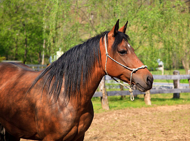 Paso Fino Horse stock photo