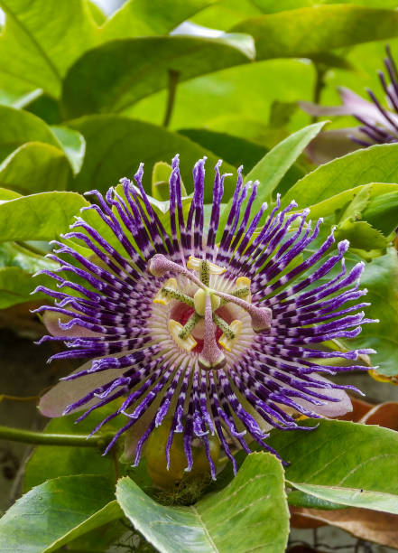 Passiflora flower Passiflora flower plant in the garden passion flower stock pictures, royalty-free photos & images
