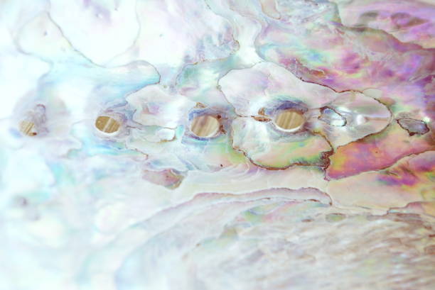Pastel Coloured Abalone or Paua Shell A Close-up Abstract Full Frame Pastel Coloured Abalone or Paua Shell. mother of pearl stock pictures, royalty-free photos & images