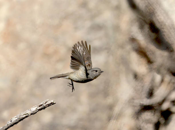 A Patagonian Tyrant Flycatcher leaves its perch stock photo