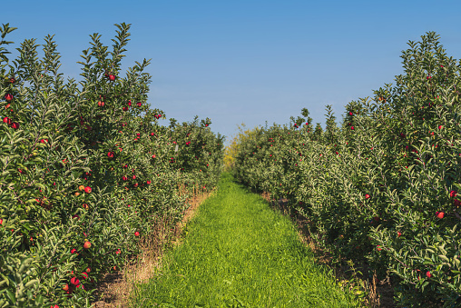 path between rows of apple trees at orchard, red ripe apples on trees against blue sky