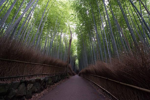 Path in a bamboo forest in Kyoto stock photo