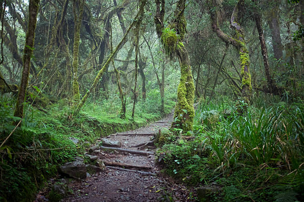 Path in jungle rainforest, Machame Route, Kilimanjaro Path in jungle rainforest, Machame Route, Kilimanjaro mt kilimanjaro photos stock pictures, royalty-free photos & images