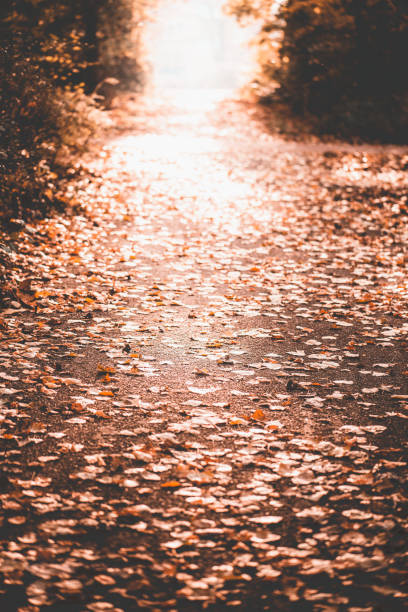 Path in the forest full of autumn leaves on the path, Autumn picture in the forest, city park, Amsterdam Noord Baanakkerspark, dreamy, idyllic, brown, orange and yellow colors Path in the forest full of autumn leaves on the path, Autumn picture in the forest, city park, Amsterdam Noord Baanakkerspark, dreamy, idyllic, brown, orange and yellow colors amsterdam noord stock pictures, royalty-free photos & images
