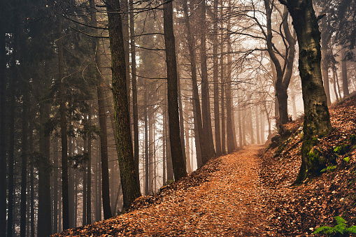 path, fog and autumn colors in the woods of Campo dei Fiori Varese