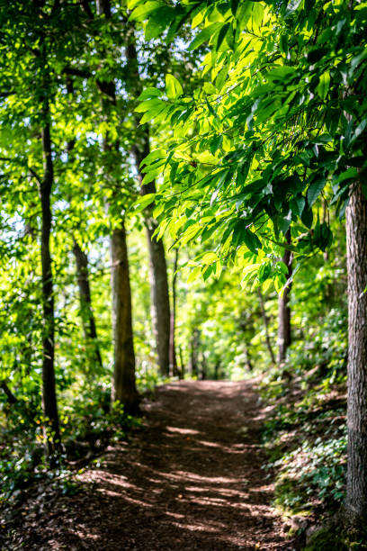 Path in woods stock photo