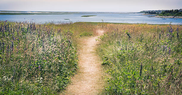 Path on Cape Cod. stock photo