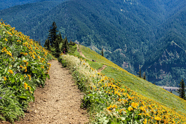 A Path on the Top of a Mountain in Wild Flower Season A color image of a path on the top of Dog Mountain in Washington state's Columbia River Gorge in the middle of wild flower season. columbia river gorge stock pictures, royalty-free photos & images