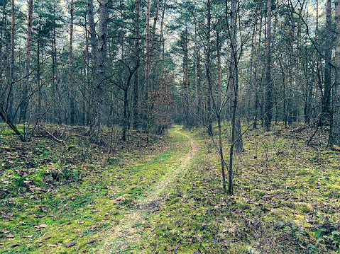 A path through a forest near the heathland in winter.