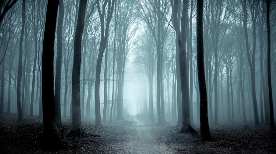 500+ Foggy Forest Pictures [Stunning!] | Download Free Images on Unsplash