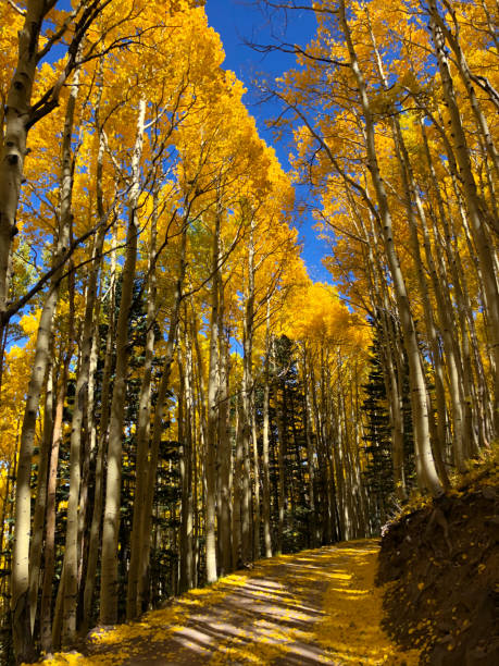 Path Through an Aspen Grove The Quaking Aspen (Populus tremuloides) gets its name from the way the leaves quake in the wind. The aspens grow in large colonies, often starting from a single seedling and spreading underground only to sprout another tree nearby. For this reason, it is considered to be one of the largest single organisms in nature. During the spring and summer, the aspens use sunlight and chlorophyll to create food necessary for the tree’s growth. In the fall, as the days get shorter and colder, the naturally green chlorophyll breaks down and the leaves stop producing food. Other pigments are now visible, causing the leaves to take on beautiful orange and gold colors. These colors can vary from year to year depending on weather conditions. For instance, when autumn is warm and rainy, the leaves are less colorful. This fall scene of gold colored aspens was photographed by the Inner Basin Trail in Coconino National Forest near Flagstaff, Arizona, USA. jeff goulden aspen stock pictures, royalty-free photos & images