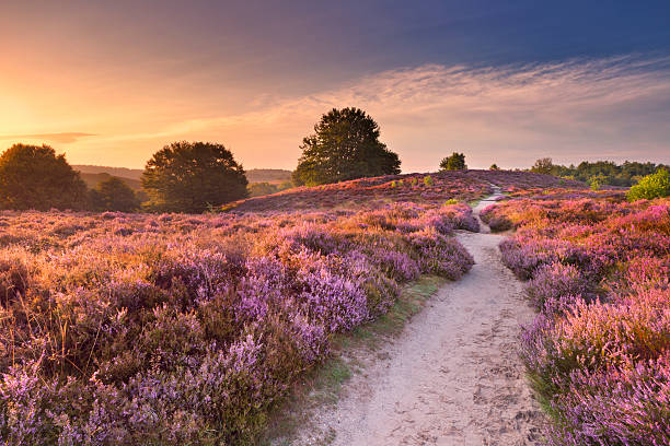 path through blooming heather at sunrise, posbank, the netherlands - zomer nederland stockfoto's en -beelden