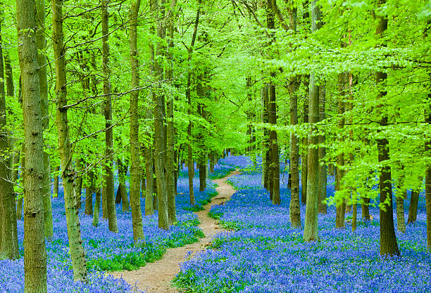 Path through blue flowers in a beautiful forest stock photo