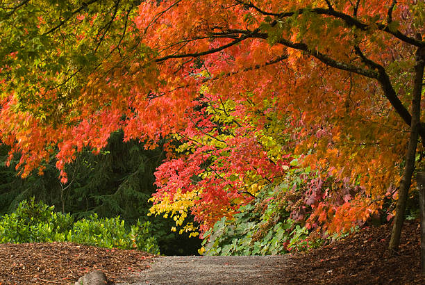 Path Through Fall Foliage stock photo