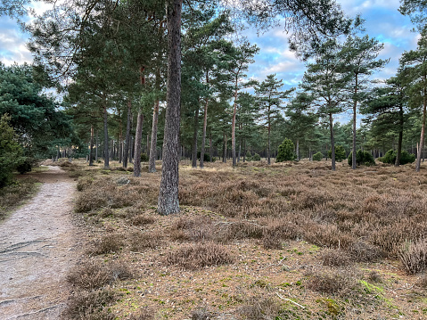 A path through the heathland in winter in cold weather next to the city called \