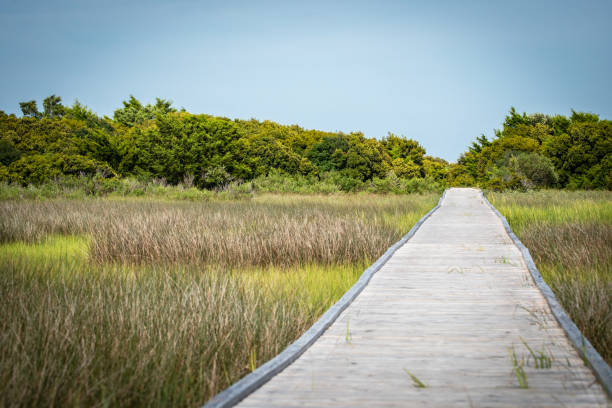 Path Through the Wetlands An elevated path through a marshy wetland, just south of Kure Beach, NC, USA. carolina beach north carolina stock pictures, royalty-free photos & images