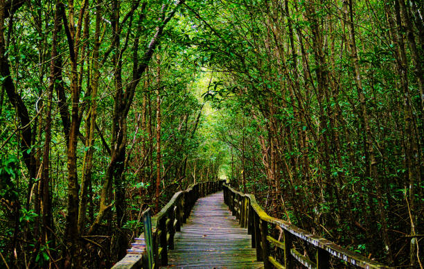 Photo of Path to Paradise