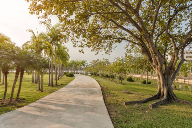 pad door een groen park - beschermd natuurgebied stockfoto's en -beelden