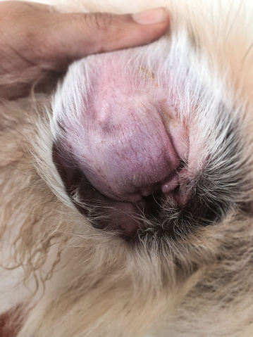 patient; pet; medical; hematomas; injured; veterinarian; veterinary; white; surgery; sickness; hematoma; health; care; aural; auricular; Closeup the ear dog skin,the Aural Hematoma disease,from collection of blood under the skin of ear flap,the swollen ear from in fection,show texture ofswollen skin and texture of Disease